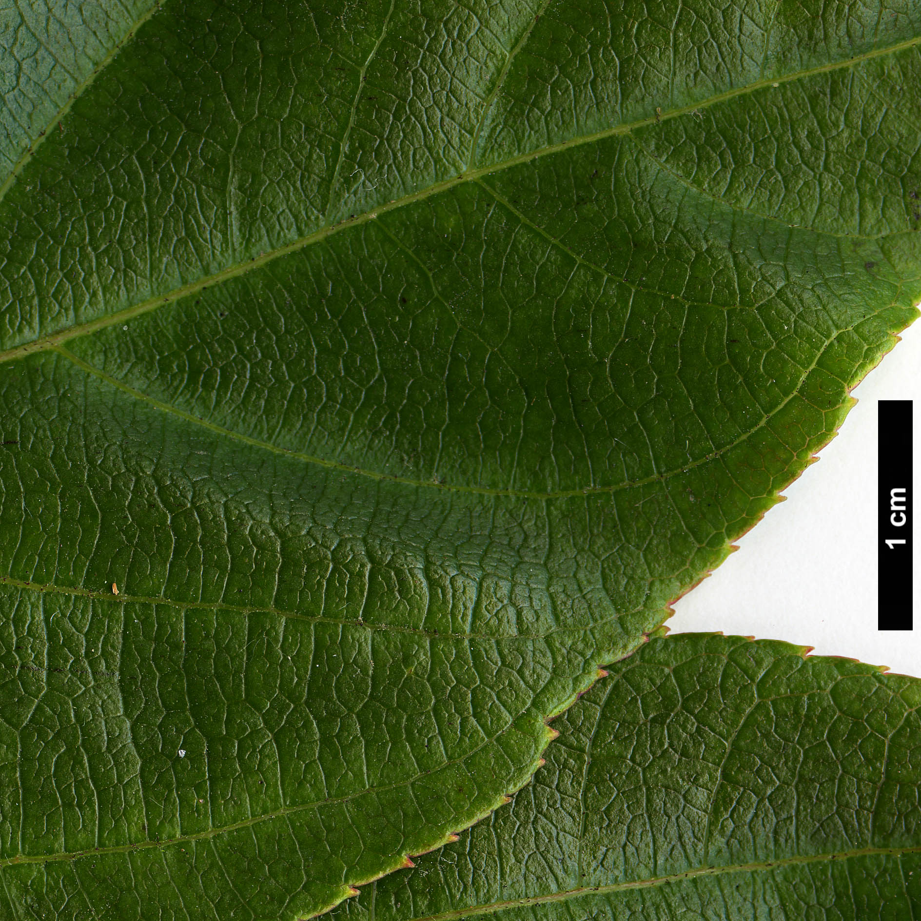 High resolution image: Family: Sapindaceae - Genus: Acer - Taxon: sikkimense